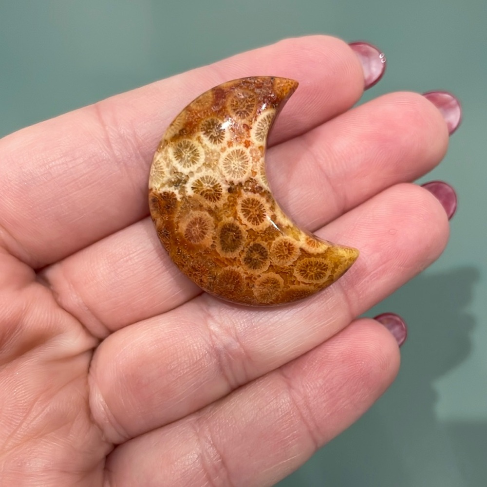 Fossilized Coral Jade Moon
